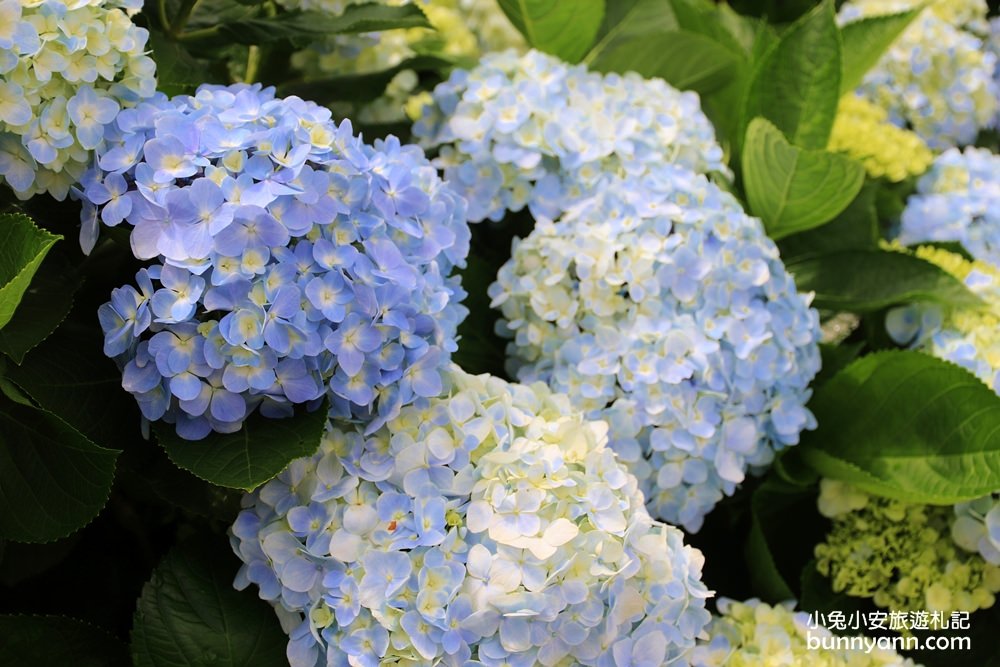 竹子湖「花與樹繡球花園」夢幻系繡球花仙境就在這了