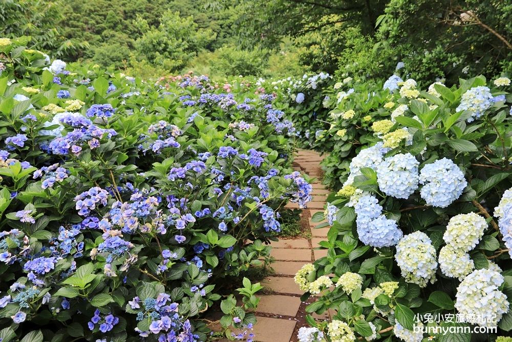 竹子湖「花與樹繡球花園」夢幻系繡球花仙境就在這了