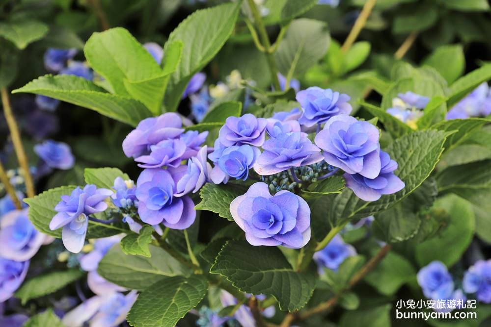 竹子湖「花與樹繡球花園」夢幻系繡球花仙境就在這了