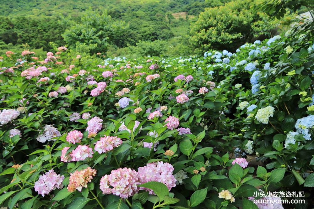 竹子湖「花與樹繡球花園」夢幻系繡球花仙境就在這了