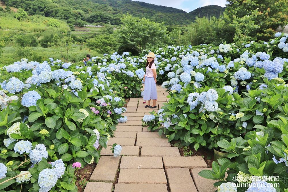 竹子湖「花與樹繡球花園」夢幻系繡球花仙境就在這了