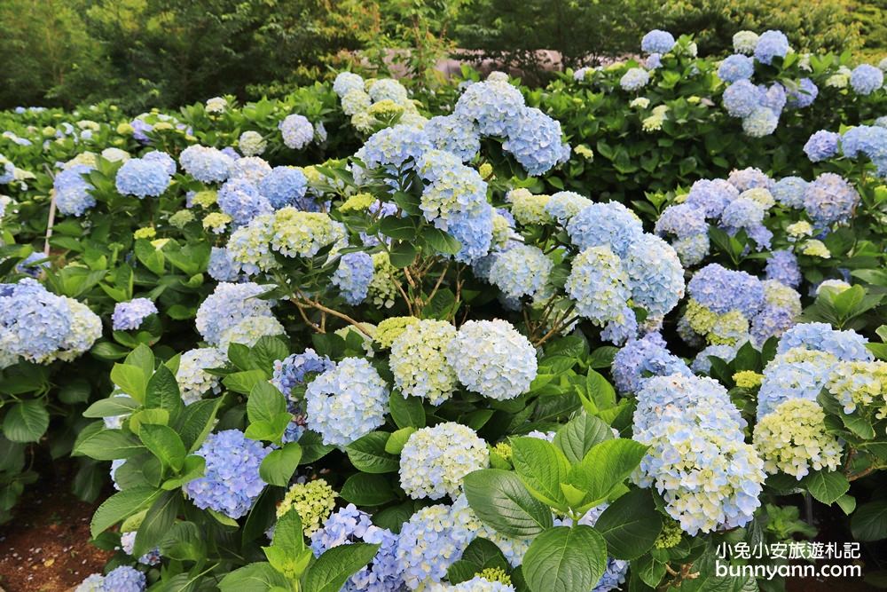 竹子湖「花與樹繡球花園」夢幻系繡球花仙境就在這了