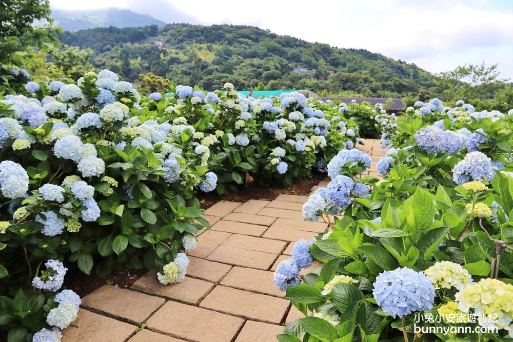 竹子湖「花與樹繡球花園」夢幻系繡球花仙境就在這了