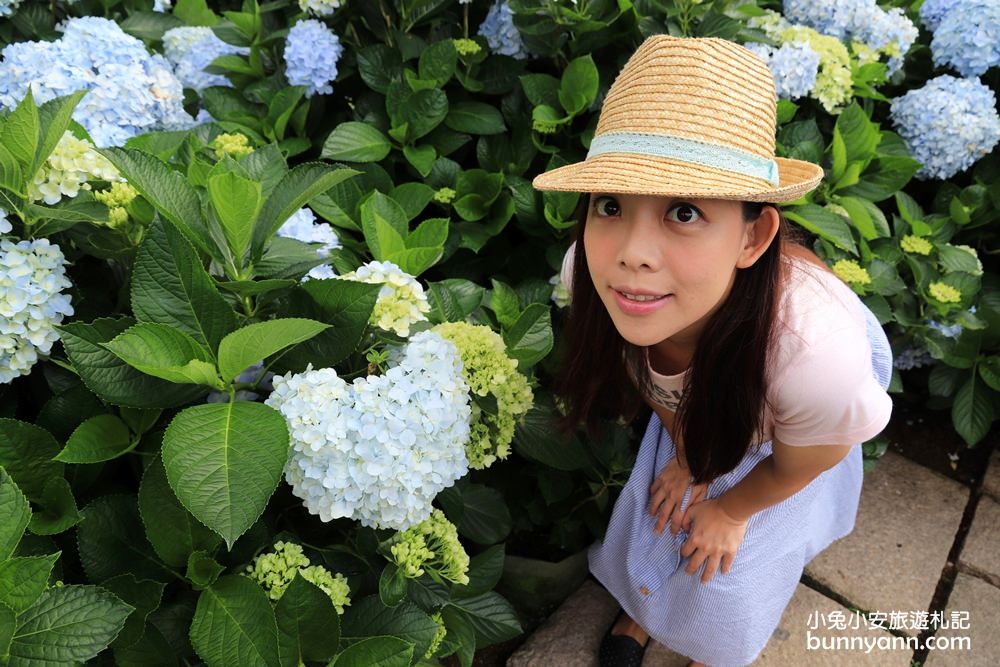 竹子湖「花與樹繡球花園」夢幻系繡球花仙境就在這了