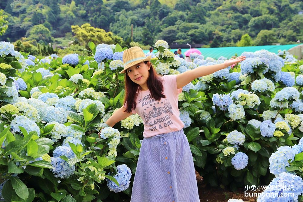 竹子湖「花與樹繡球花園」夢幻系繡球花仙境就在這了