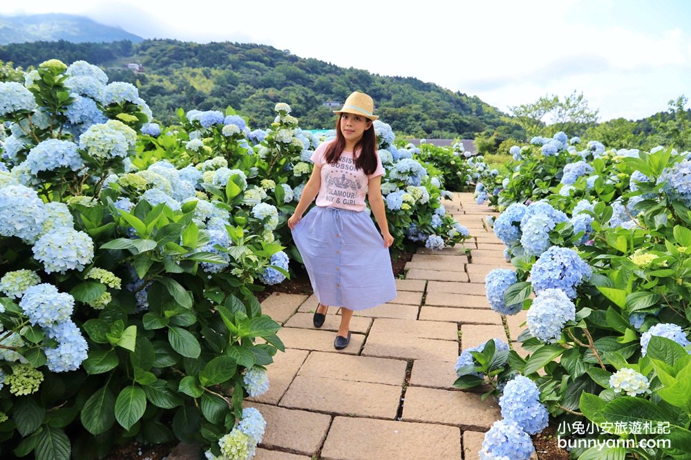 竹子湖「花與樹繡球花園」夢幻系繡球花仙境就在這了