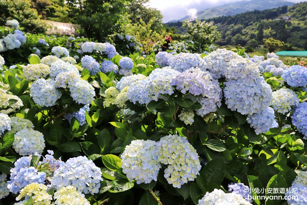 竹子湖「花與樹繡球花園」夢幻系繡球花仙境就在這了