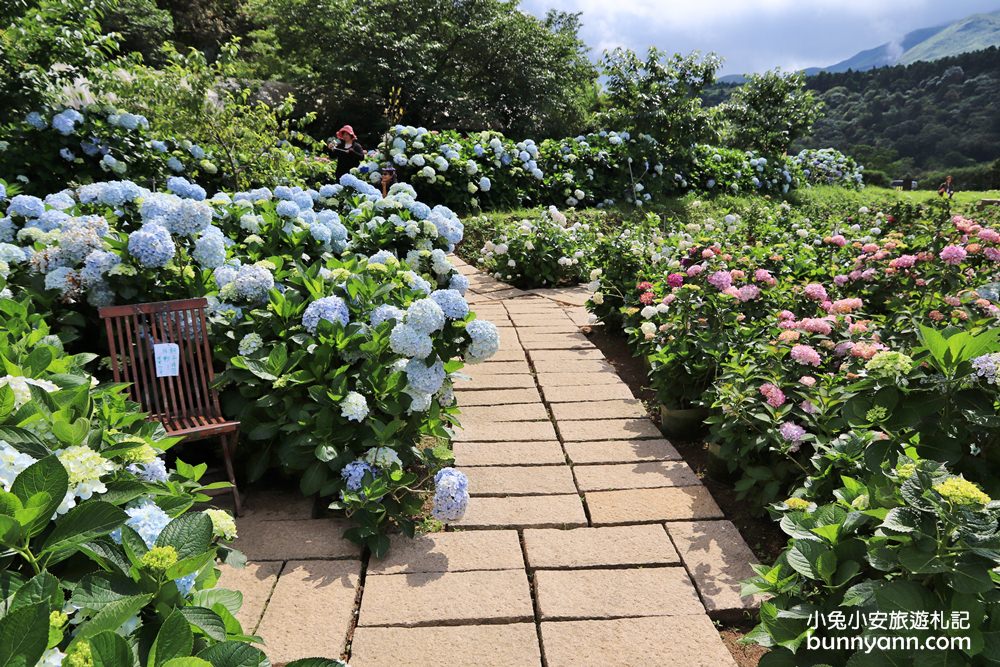 竹子湖「花與樹繡球花園」夢幻系繡球花仙境就在這了