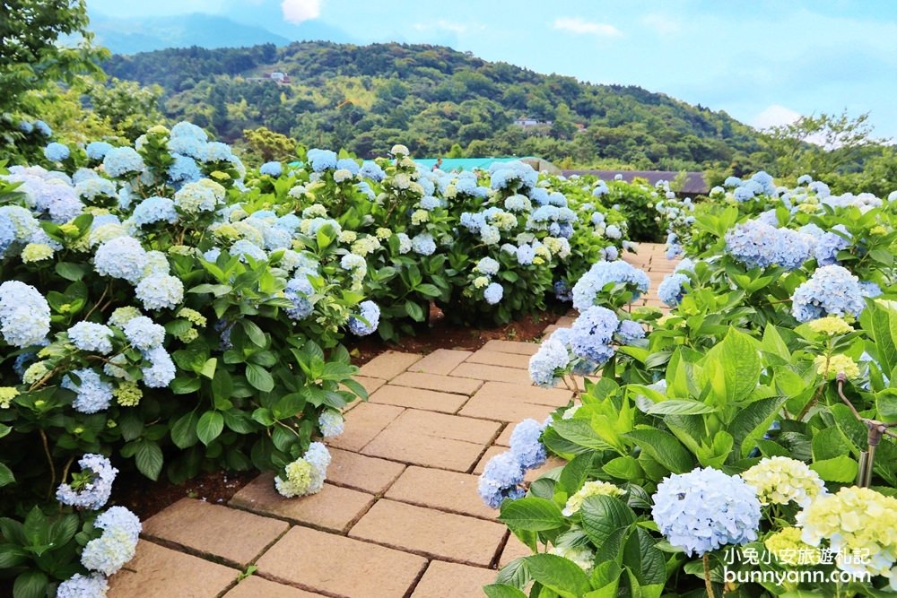 竹子湖「花與樹繡球花園」夢幻系繡球花仙境就在這了