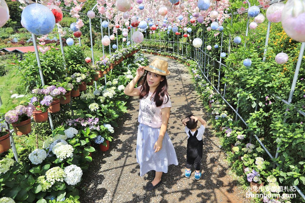 竹子湖超美「大梯田花卉生態農園」繡球花與門票優惠整理