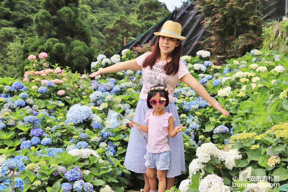 竹子湖超美「大梯田花卉生態農園」繡球花與門票優惠整理