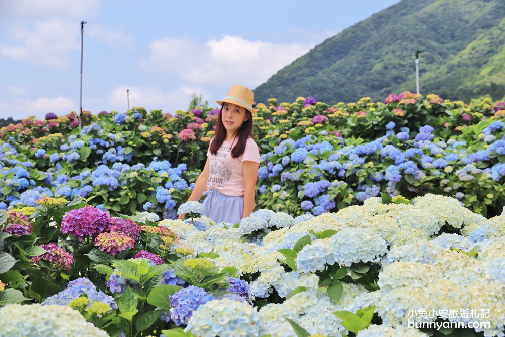 竹子湖「高家繡球花田水尾第二園區」賞花門票資訊分享