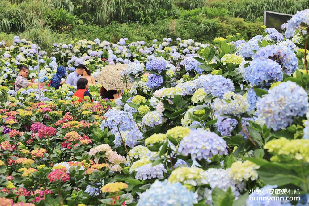 竹子湖「高家繡球花田水尾第二園區」賞花門票資訊分享