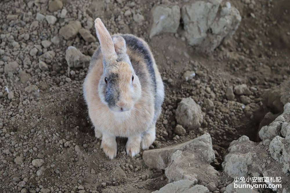 苗栗景點》棗莊可愛動物庭園，免費玩迷你農場，親子沙坑與美麗田野風光~