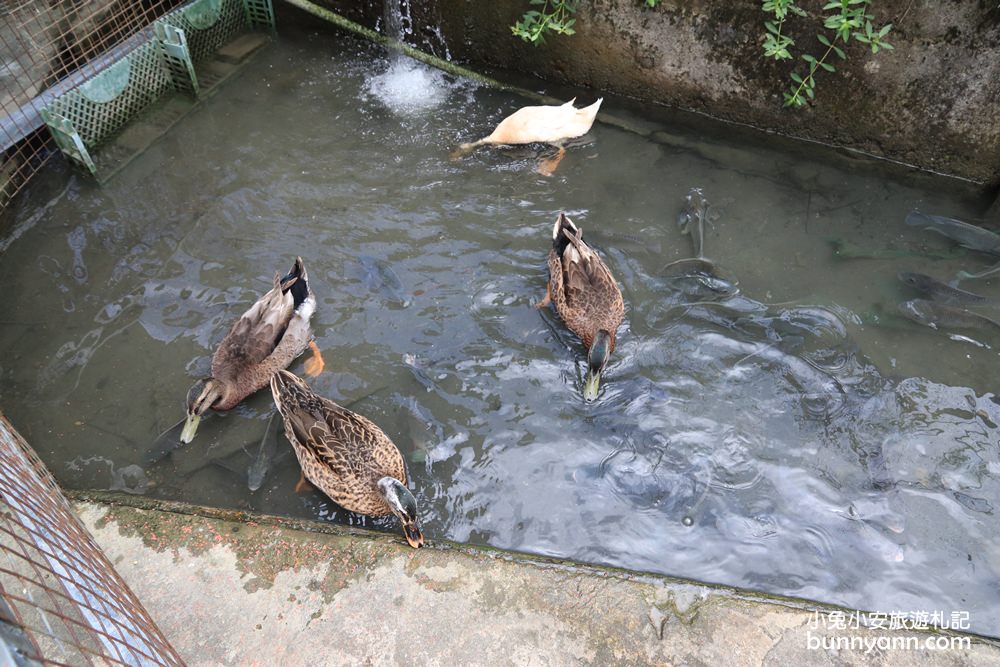 苗栗景點》棗莊可愛動物庭園，免費玩迷你農場，親子沙坑與美麗田野風光~
