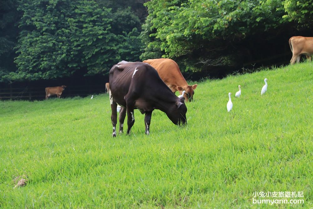 苗栗飛牛牧場｜親子同遊動物生態園區，鮮奶美食＋可愛乳牛一次玩透透！
