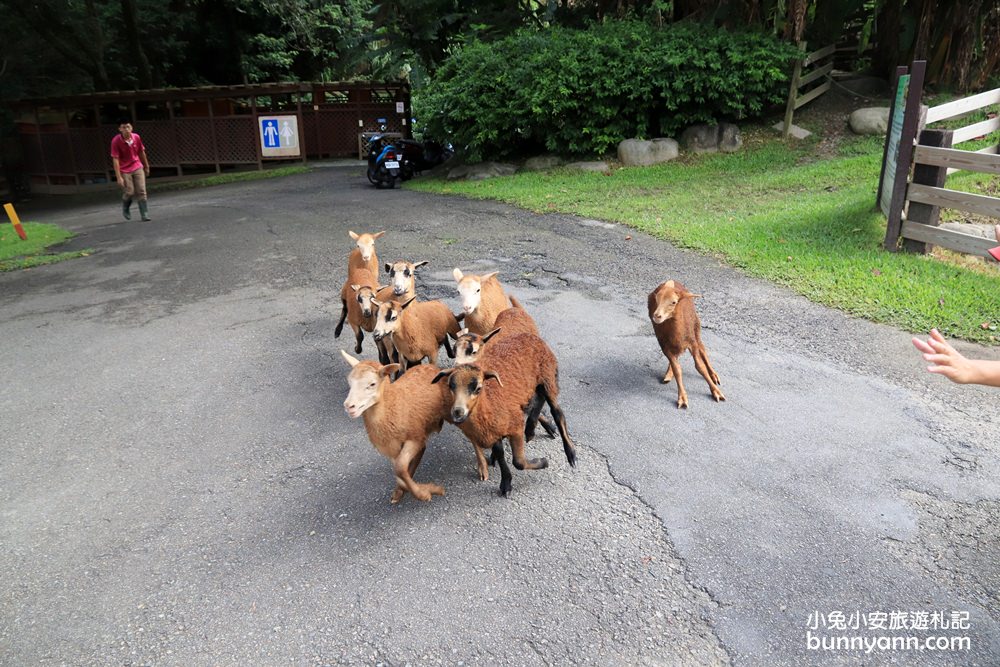 苗栗飛牛牧場｜親子同遊動物生態園區，鮮奶美食＋可愛乳牛一次玩透透！