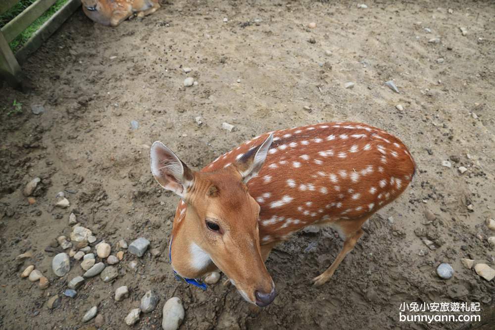 苗栗飛牛牧場｜親子同遊動物生態園區，鮮奶美食＋可愛乳牛一次玩透透！