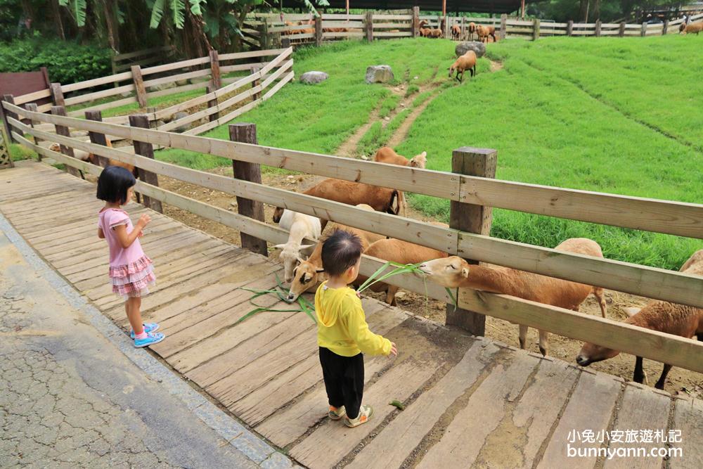 苗栗飛牛牧場｜親子同遊動物生態園區，鮮奶美食＋可愛乳牛一次玩透透！
