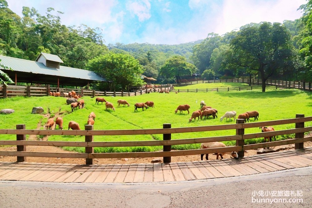 苗栗飛牛牧場｜親子同遊動物生態園區，鮮奶美食＋可愛乳牛一次玩透透！