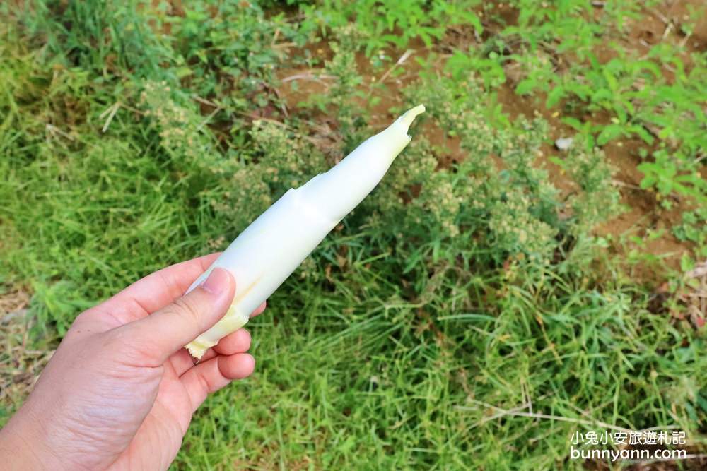 新北》2019三芝茭白筍節登場！農夫市集、淺水灣風情、採筍體驗一日遊～