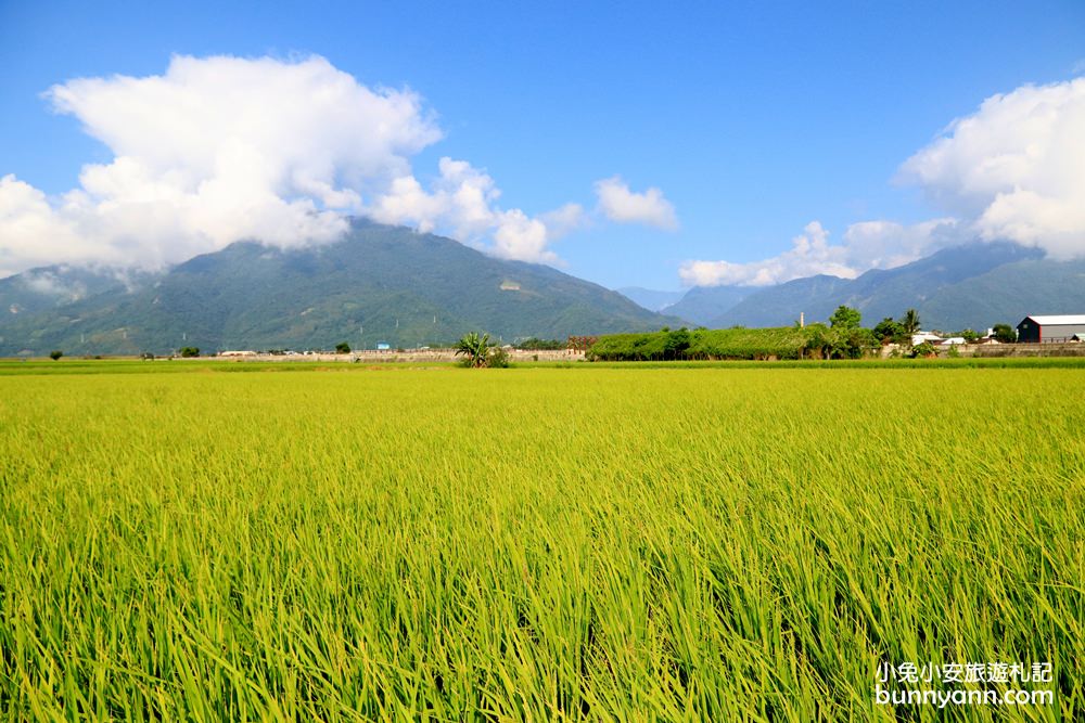 台東【伯朗大道】必拍金城武樹與天堂鞦韆，池上天堂路景色又美又好拍