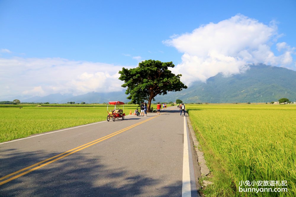台東景點》I SEE YOU，池上伯朗大道金城武樹，美拍蔡依林樹與夢幻天堂路~