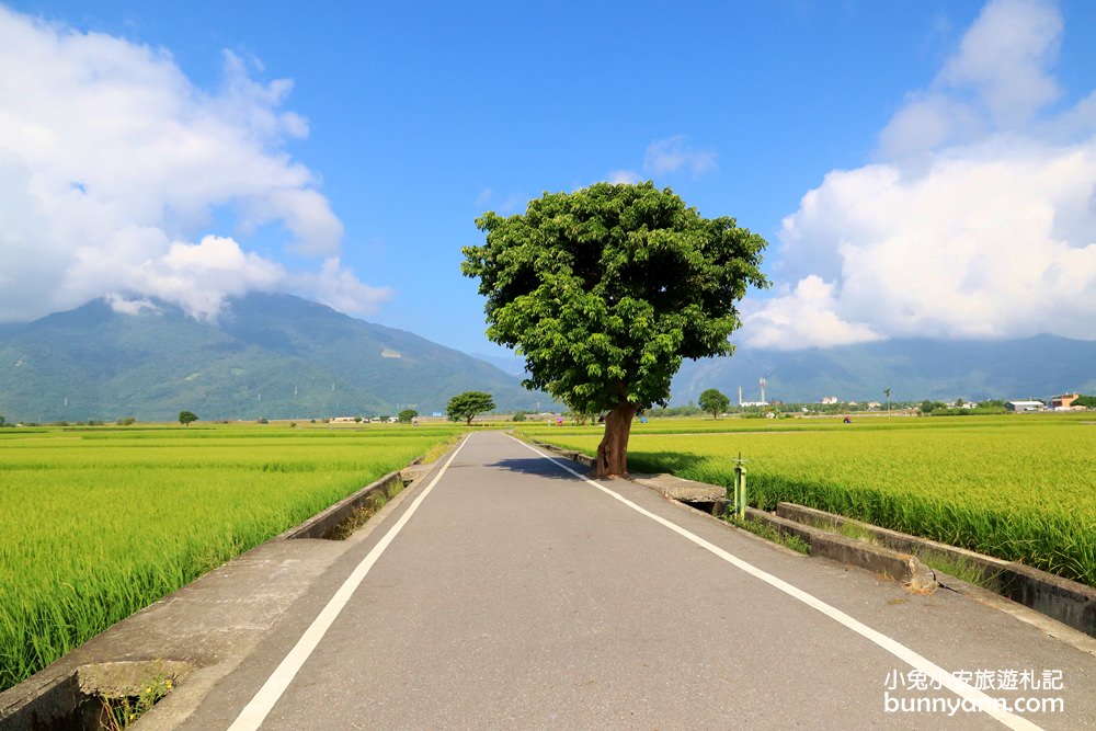 台東【伯朗大道】必拍金城武樹與天堂鞦韆，池上天堂路景色又美又好拍