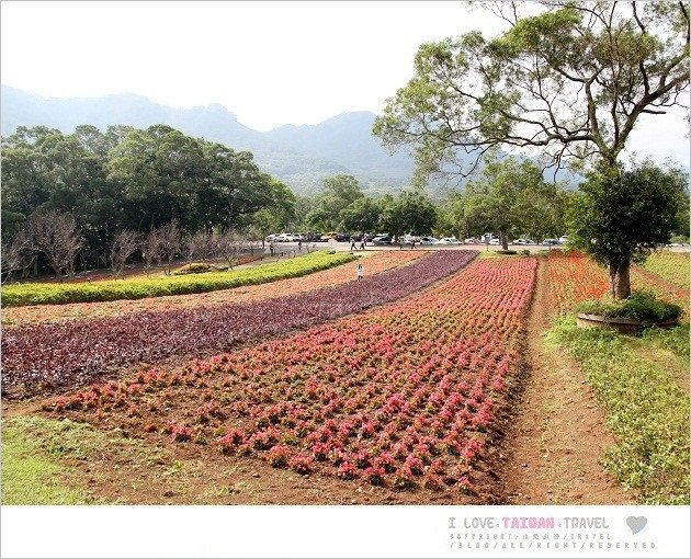 桃園景點》大溪花海農場，神秘復活島摩艾石像，全新優雅英國館秘密花園登場~