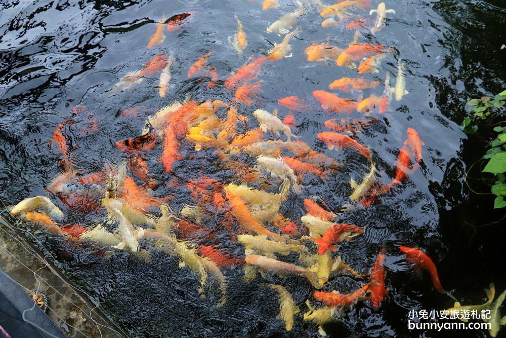 台東【原生應用植物園】有趣羊牧場，火鍋、餐劵、評論一次介紹