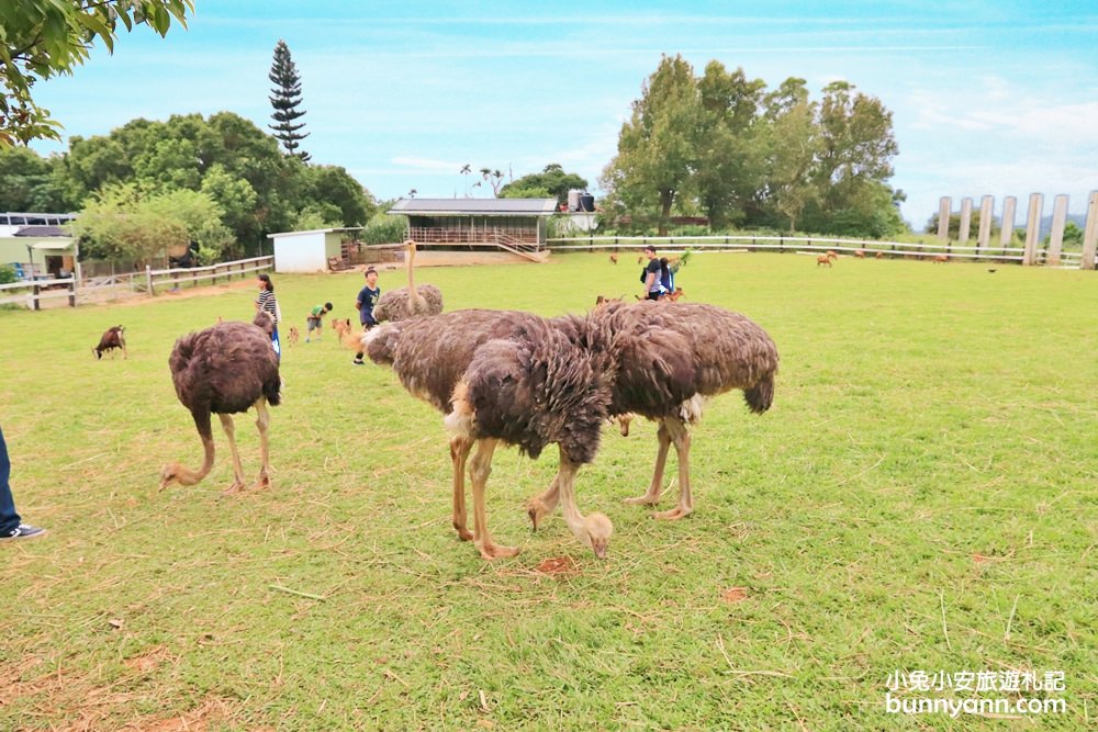 台東【原生應用植物園】有趣羊牧場，火鍋、餐劵、評論一次介紹