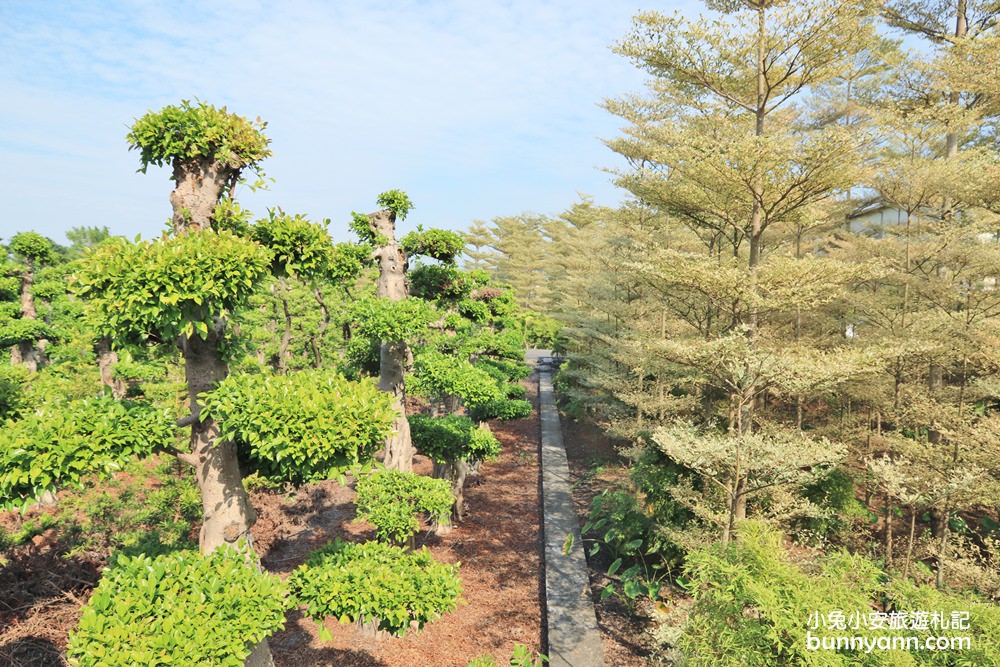 彰化景點》田尾小葉欖仁森林，美拍韓劇冬季戀歌浪漫邂逅場景！