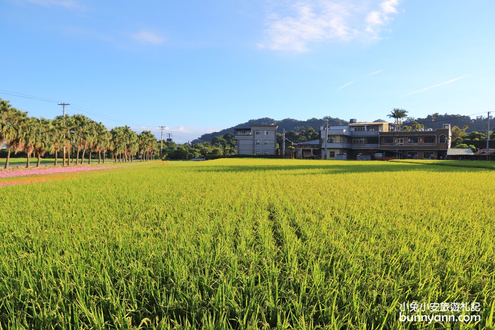 大溪花海節》2019桃園花彩節大溪展區，夢幻花海迷宮、彩虹花田浪漫登場!