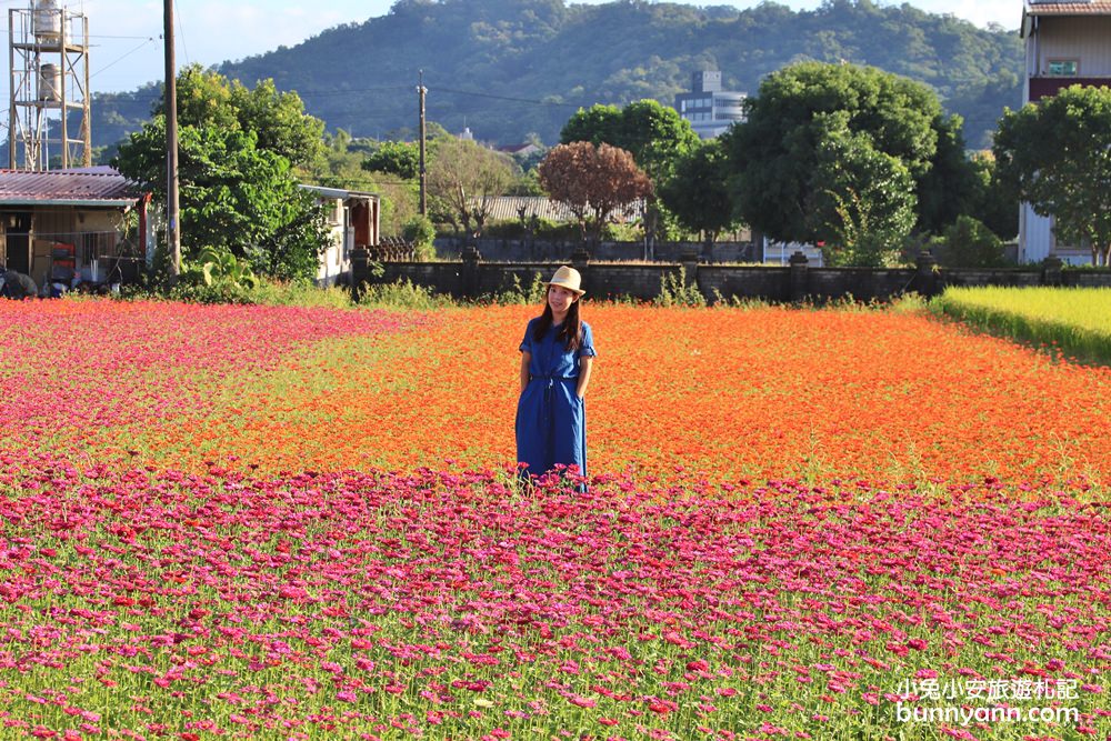 大溪花海節》2019桃園花彩節大溪展區，夢幻花海迷宮、彩虹花田浪漫登場!