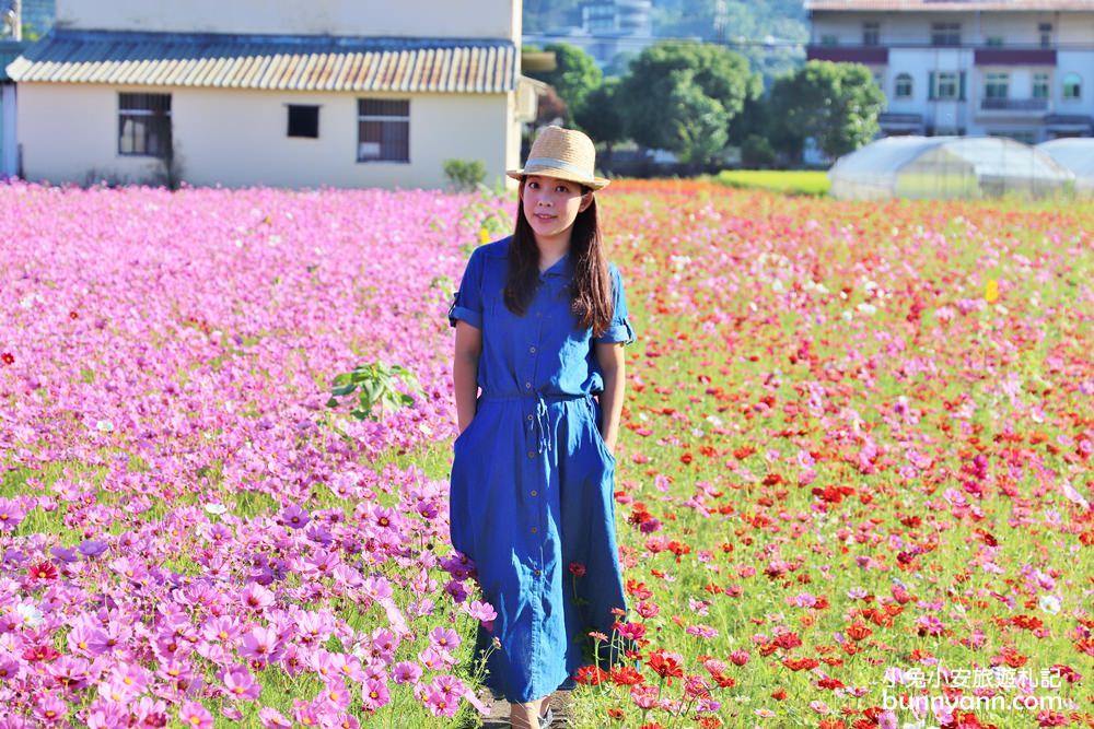 大溪花海節》2019桃園花彩節大溪展區，夢幻花海迷宮、彩虹花田浪漫登場!
