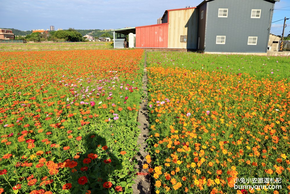 大溪花海節》2019桃園花彩節大溪展區，夢幻花海迷宮、彩虹花田浪漫登場!