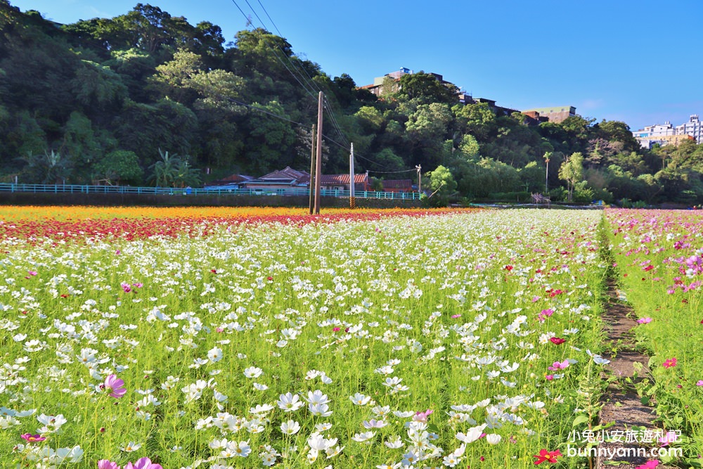 大溪花海節》2019桃園花彩節大溪展區，夢幻花海迷宮、彩虹花田浪漫登場!