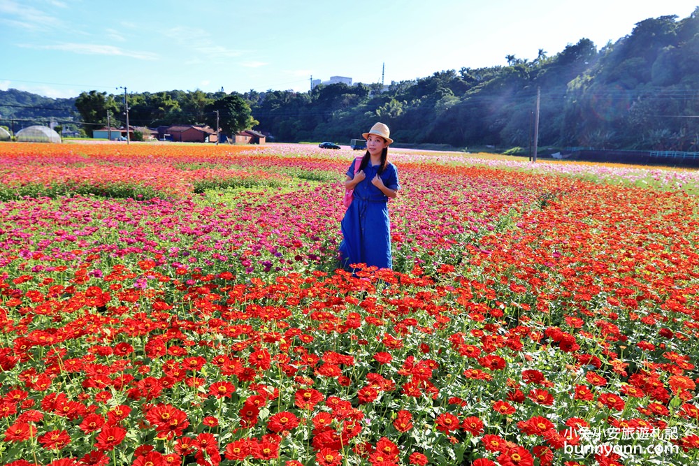 大溪花海節》2019桃園花彩節大溪展區，夢幻花海迷宮、彩虹花田浪漫登場!