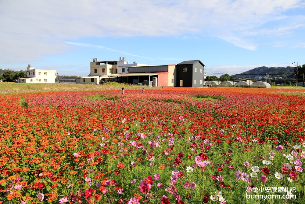 大溪花海節》2019桃園花彩節大溪展區，夢幻花海迷宮、彩虹花田浪漫登場!