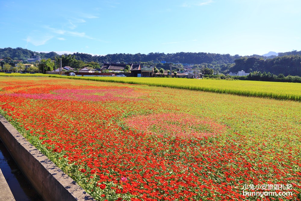 大溪花海節》2019桃園花彩節大溪展區，夢幻花海迷宮、彩虹花田浪漫登場!