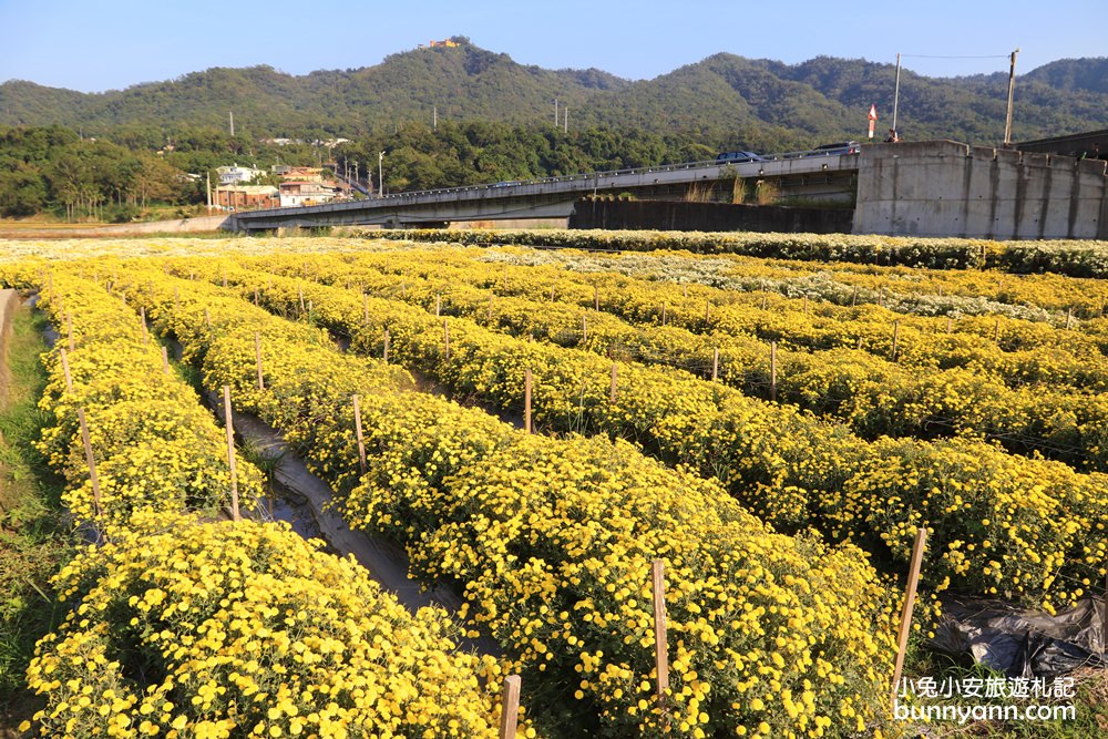 2024【銅鑼杭菊一日遊】推薦10個銅鑼杭菊附近景點從城堡及餐廳玩到溫泉鄉