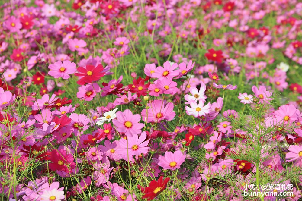 2024【新社花海】推薦超過20個花海附近景點從城堡及餐廳玩到森林花園