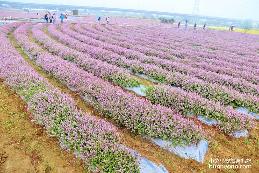 2024桃園楊梅仙草花節一日遊，走進南法紫色普羅旺斯