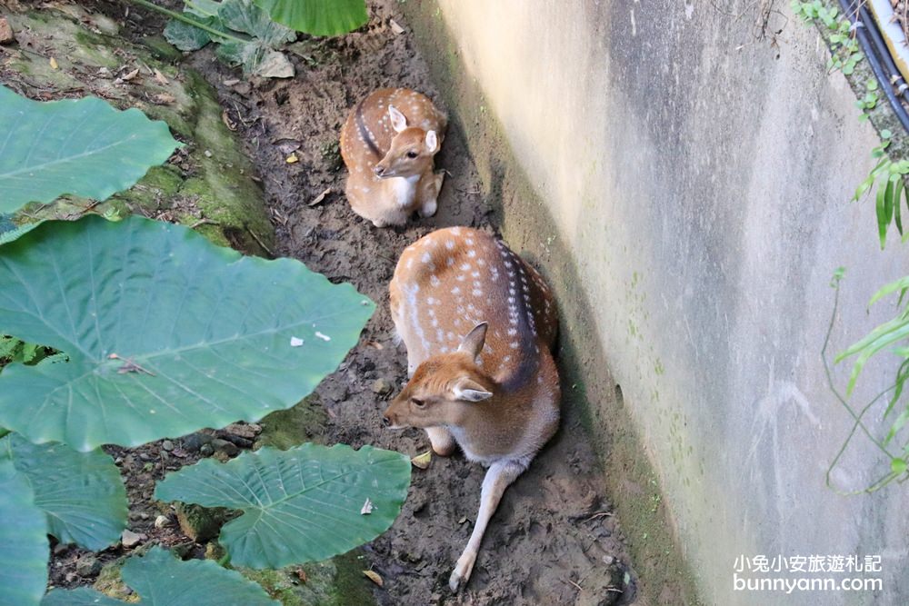 【台北市立動物園】推薦台北木柵動物園附近景點一日遊這樣玩