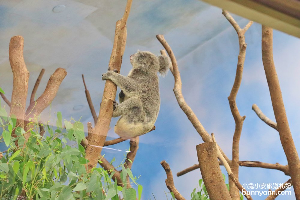 【台北市立動物園】推薦台北木柵動物園附近景點一日遊這樣玩
