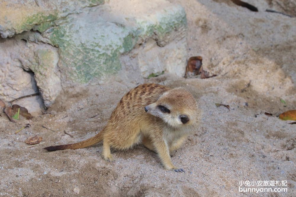 【台北市立動物園】推薦台北木柵動物園附近景點一日遊這樣玩