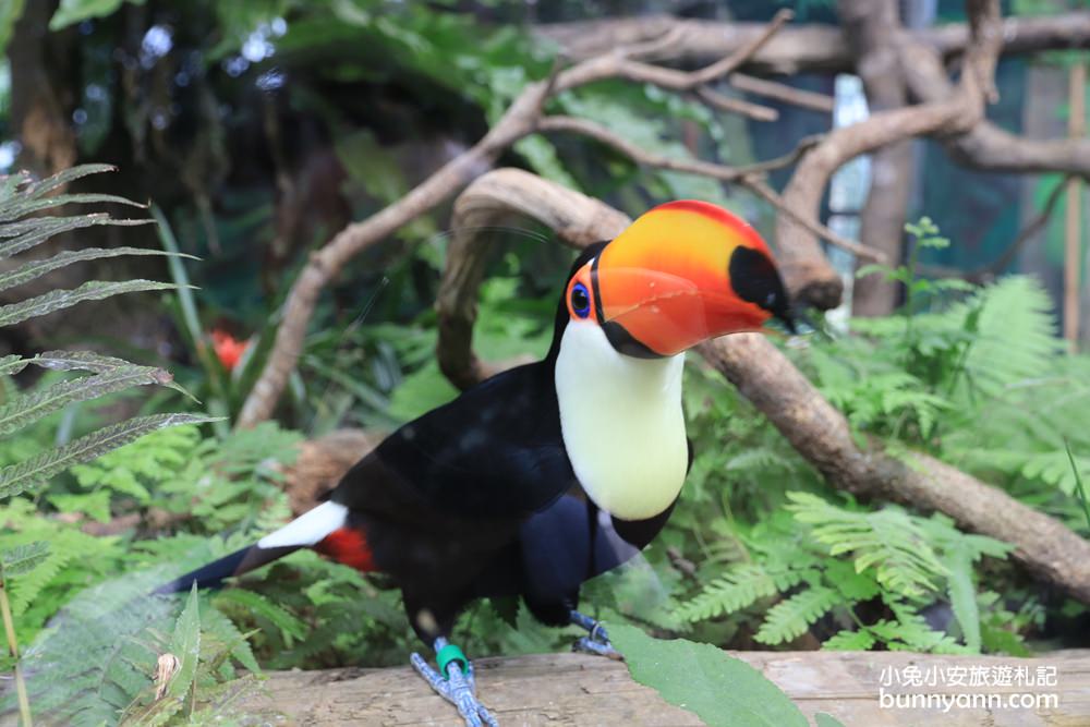 【台北市立動物園】推薦台北木柵動物園附近景點一日遊這樣玩
