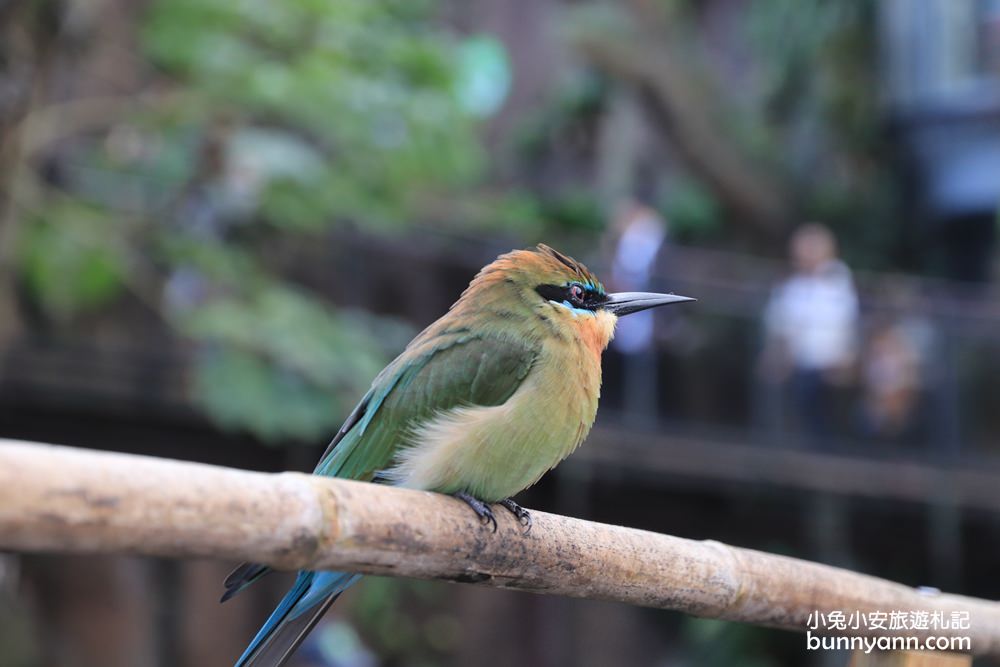 【台北市立動物園】推薦台北木柵動物園附近景點一日遊這樣玩