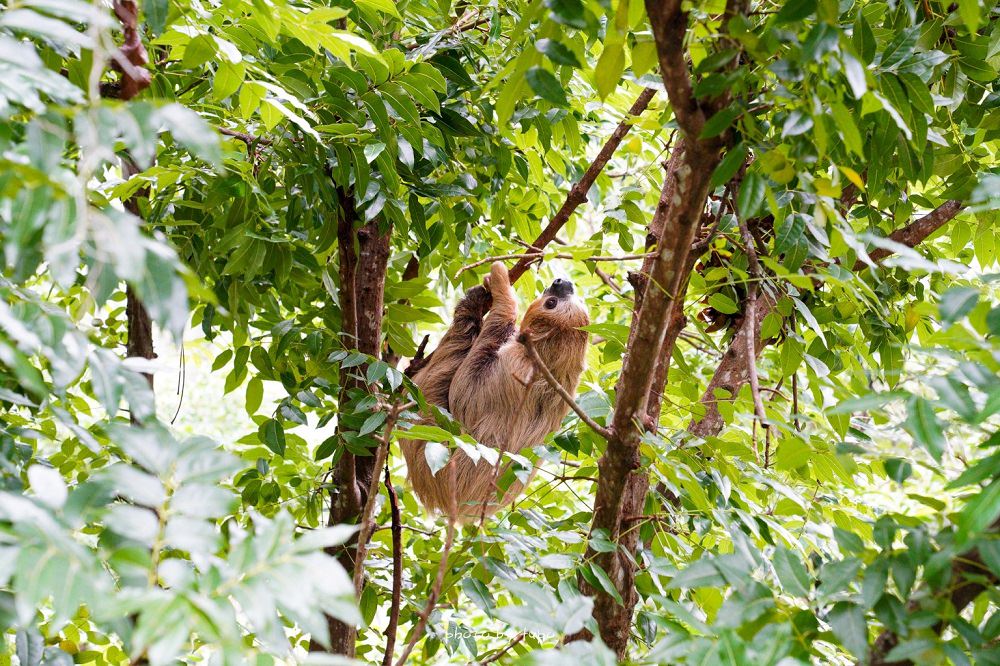 【台北市立動物園】推薦台北木柵動物園附近景點一日遊這樣玩