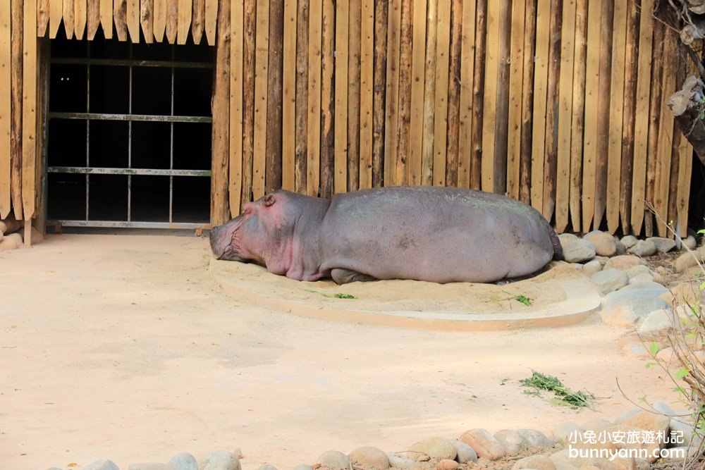 新竹「新竹市立動物園」好拍好玩戶外動物王國，門票、交通、環境全攻略